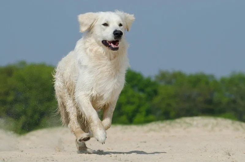 Golden Pyrenees